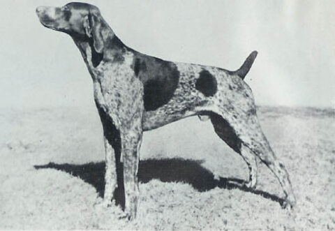 Adam v Fuehrerheim. | GSPCA German Shorthaired Pointer Club of America