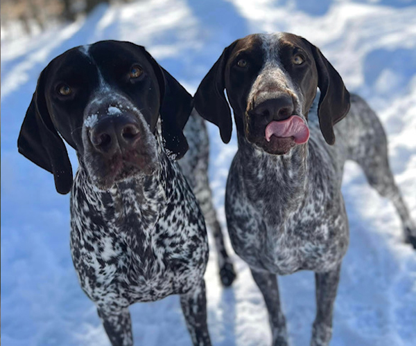 Two German Shorthaired Pointers in the Snow