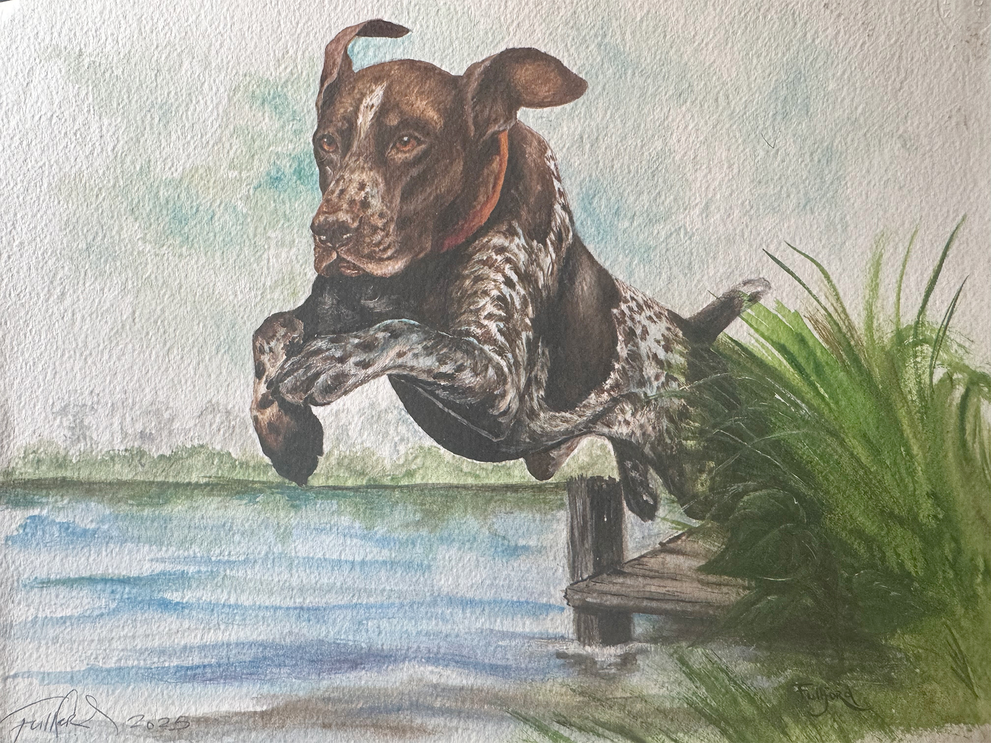 Watercolor print of a German Shorthaired Pointer jumping into water by Pam Fullford
